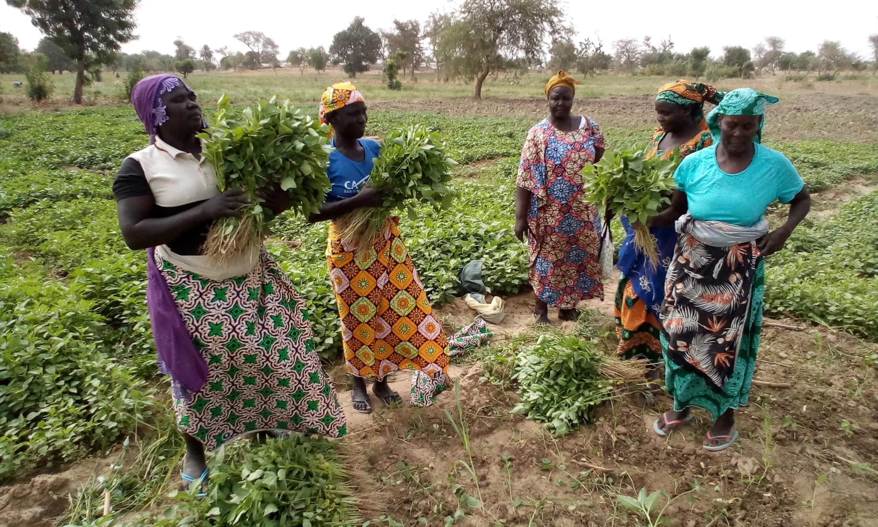 Femmes présentant leur récolte maraîchère à Goubéo