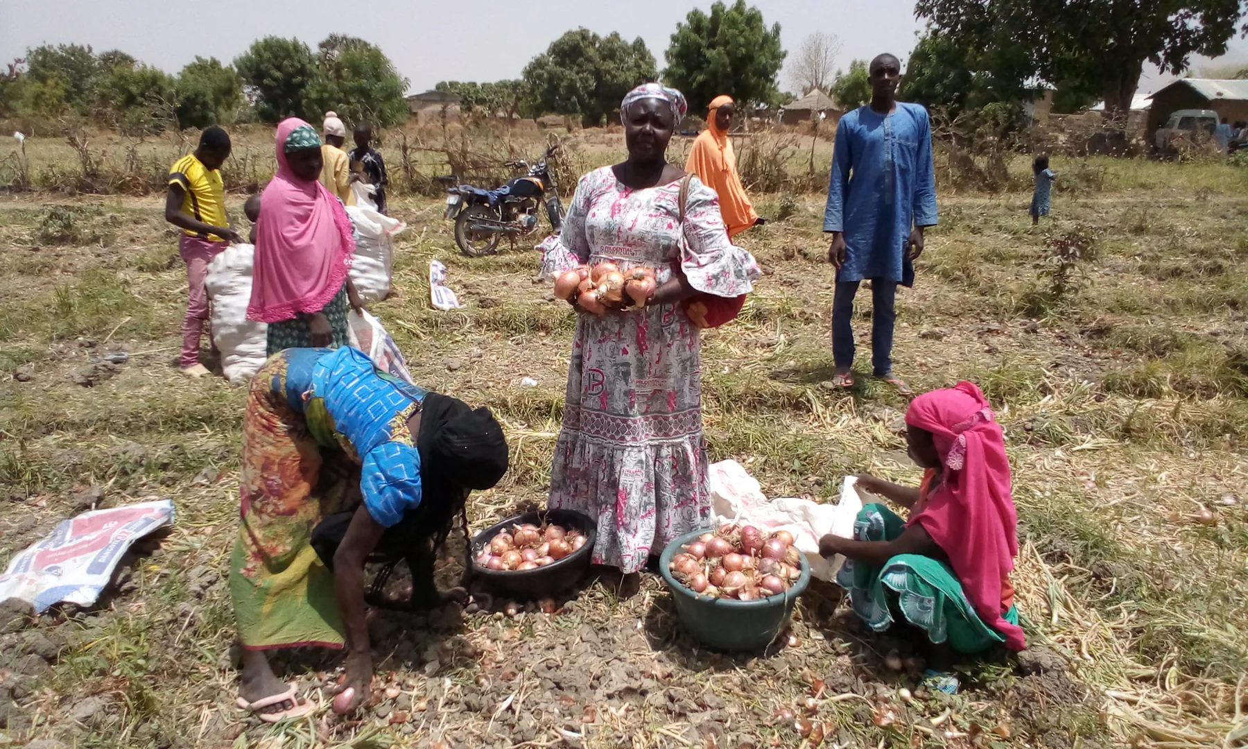 Récolte d’oignons par des femmes à Tchoffabani